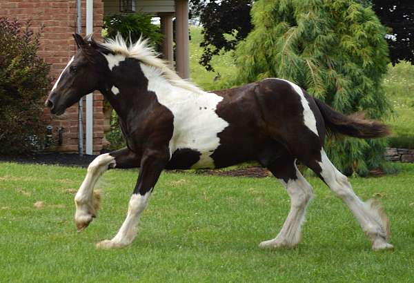 tobiano-left-eye-partial-blue-horse