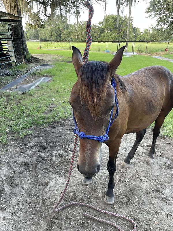 quarter-pony-for-sale