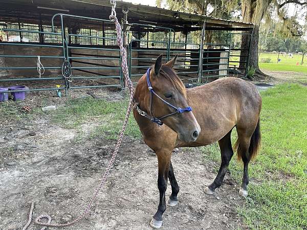 quarter-pony-filly