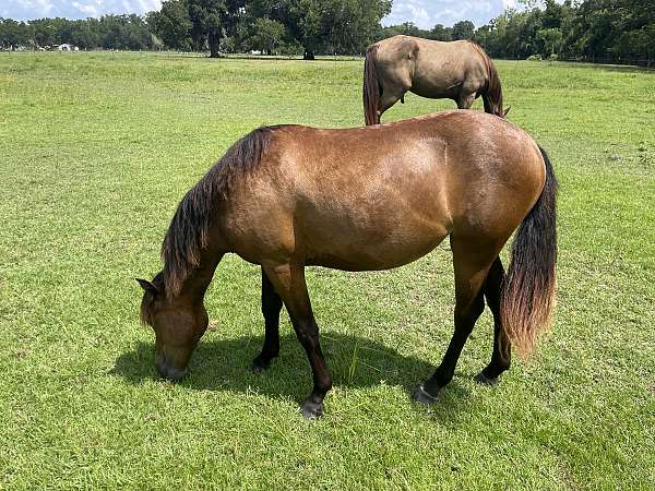quarter-pony