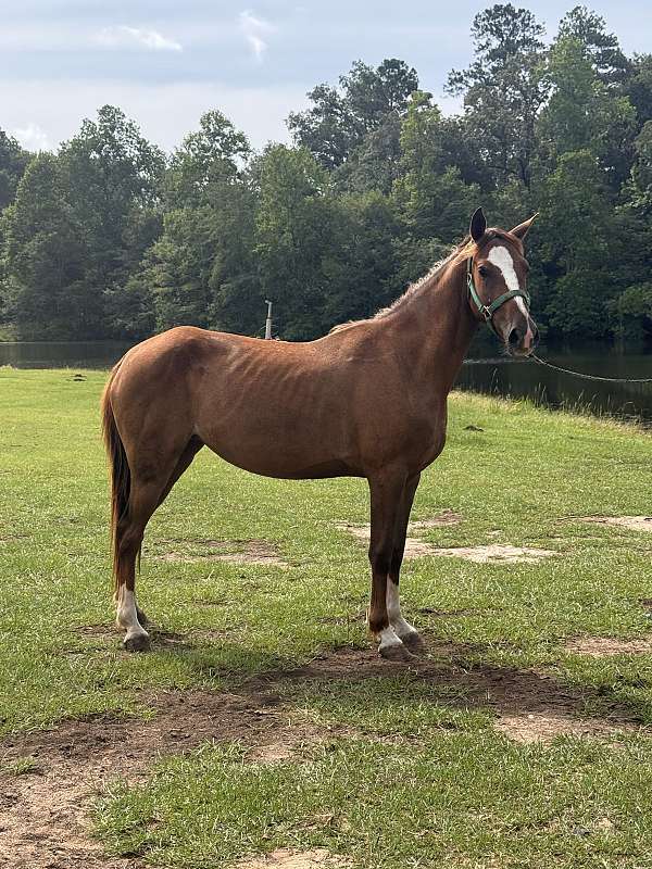 racking-saddlebred-mare