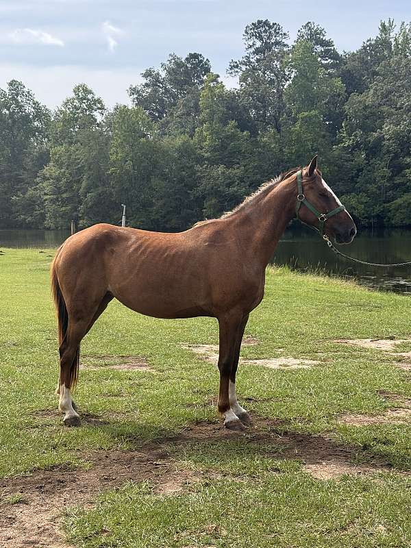 racking-saddlebred-horse-for-sale