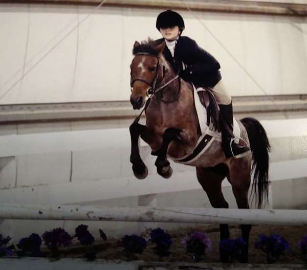 welsh-pony-mare