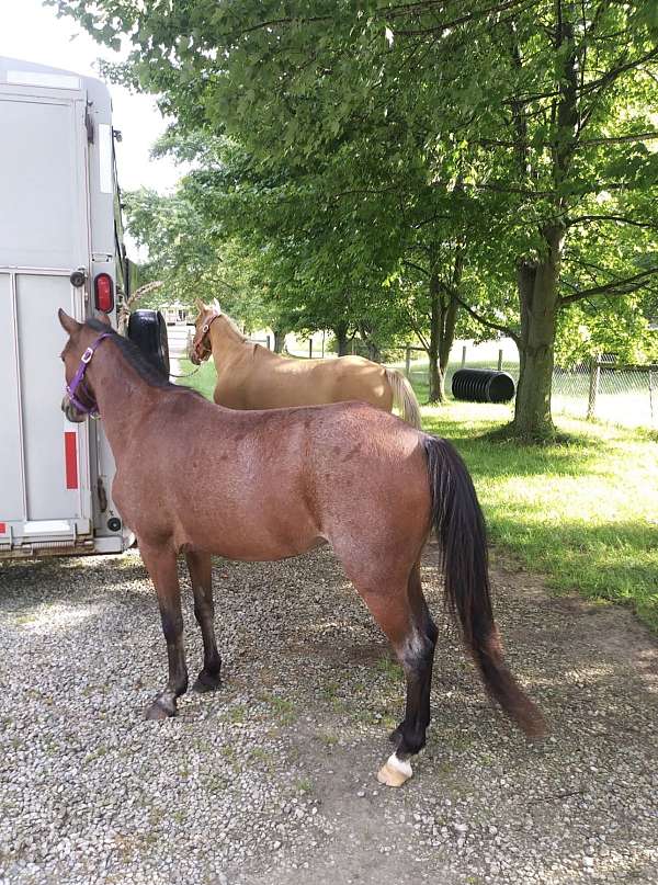 welsh-pony-for-sale