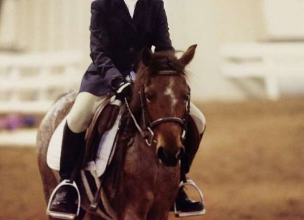 welsh-pony