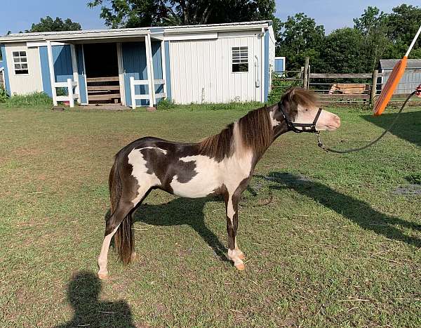 black-overo-amha-amhr-colt-stallion