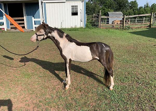 overo-amha-amhr-colt-stallion