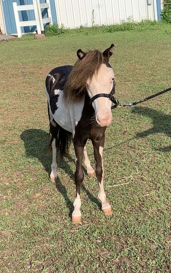 smokey-black-amha-amhr-colt-stallion