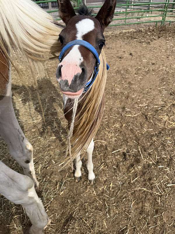 paint-mare