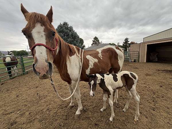 black-white-broodmare-for-sale