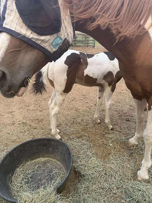 black-white-broodmare