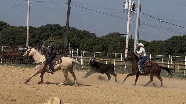 athletic-quarter-horse
