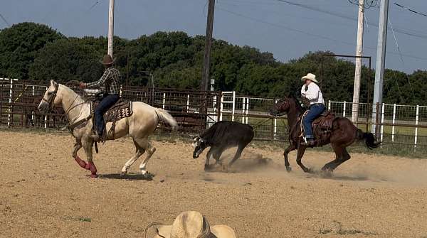 all-around-quarter-horse