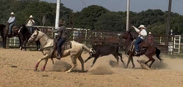penning-quarter-horse