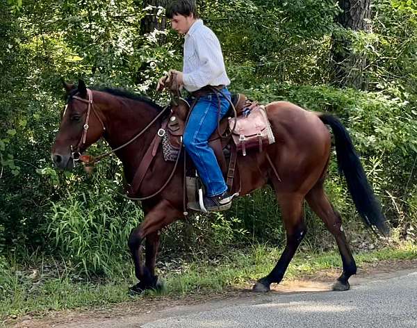 performance-quarter-horse
