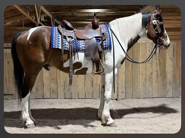 paint-gelding