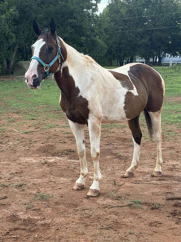 paint-horse-for-sale