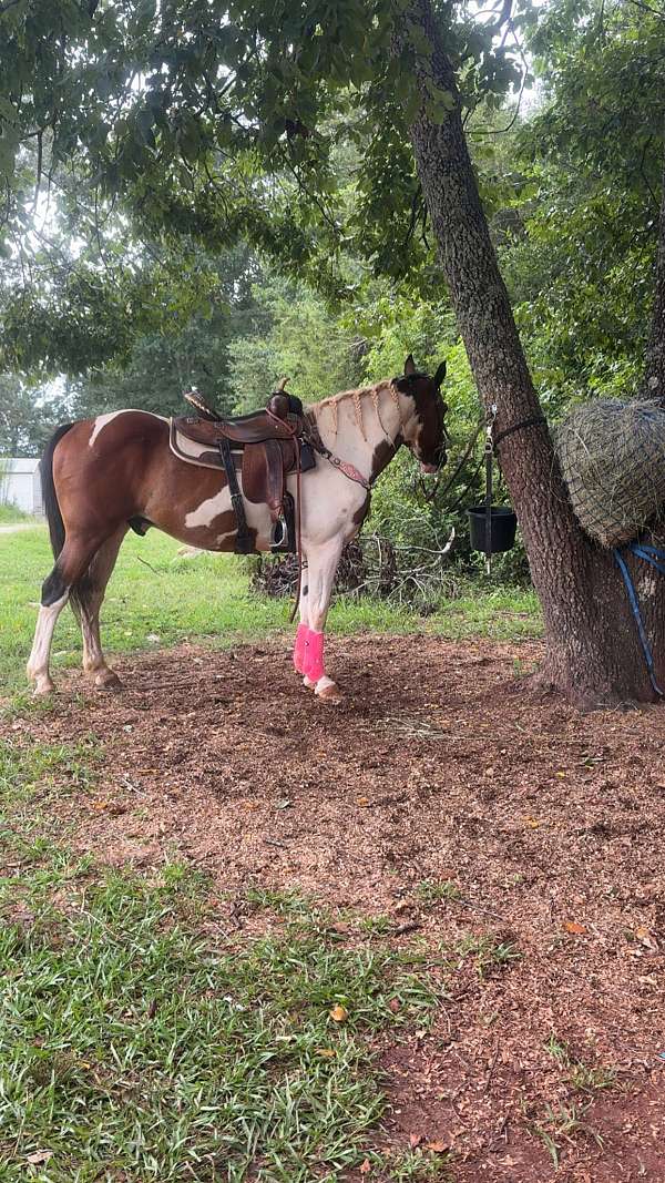 paint-horse