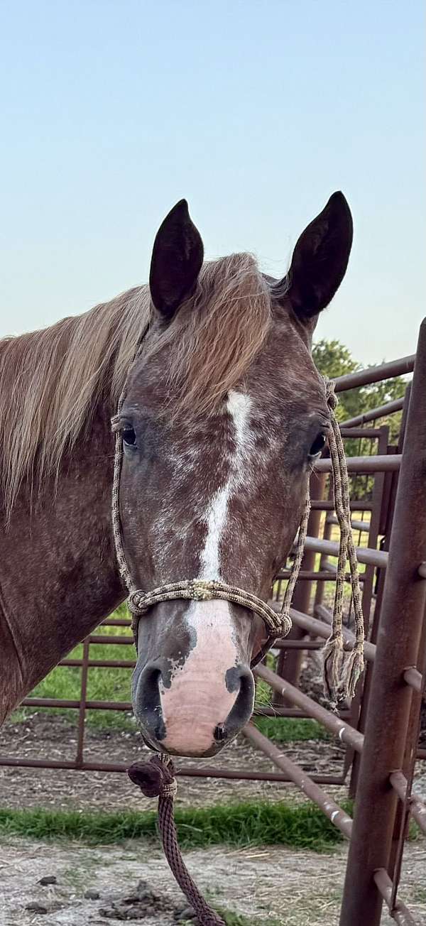 roan-appaloosa-quarter-horse-for-sale