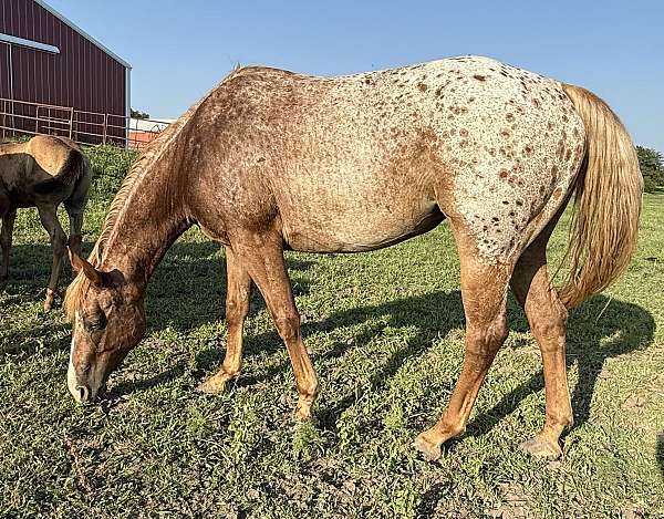 roan-halter-performance-horse
