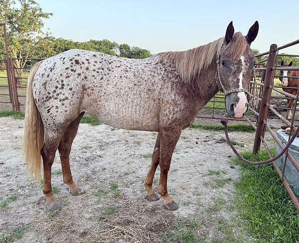 halter-performance-appaloosa-quarter-horse