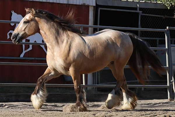 clydesdales-gypsy-vanner-horse