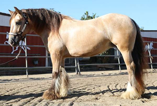future-mount-gypsy-vanner-horse