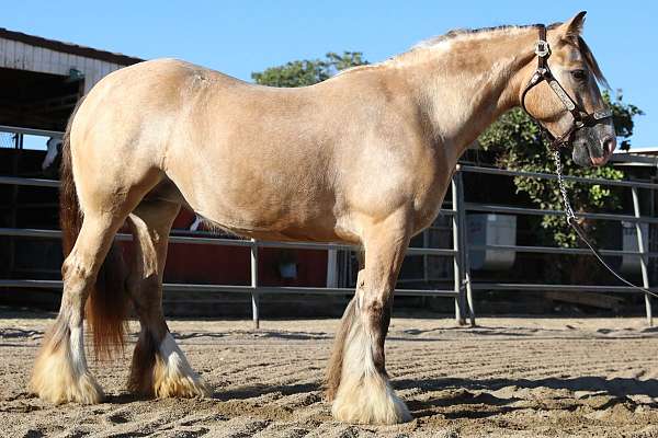 great-on-trails-gypsy-vanner-horse