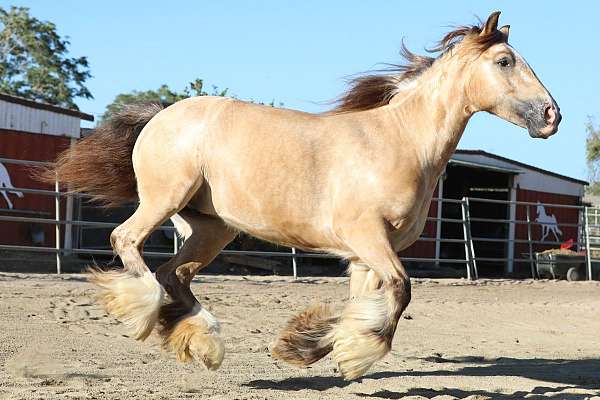 little-bit-gypsy-vanner-horse