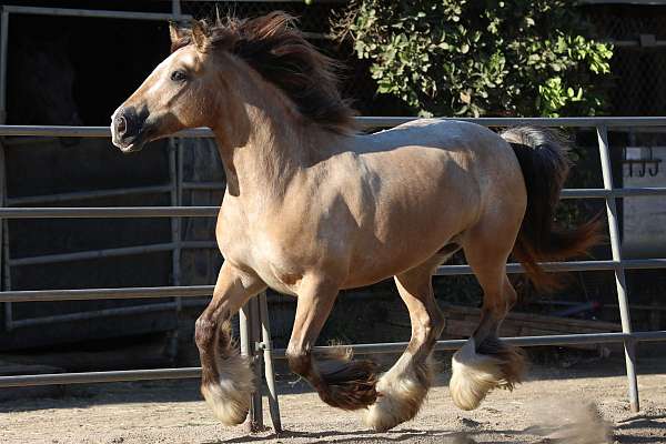 luke-gypsy-vanner-horse