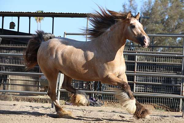 mount-gypsy-vanner-horse