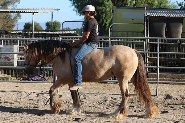 riding-mare-gypsy-vanner-horse