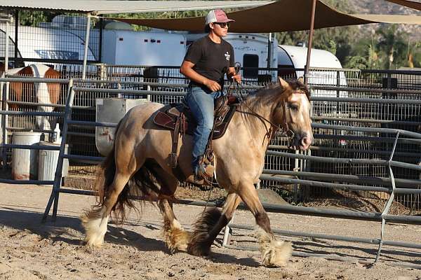 future-mount-horse