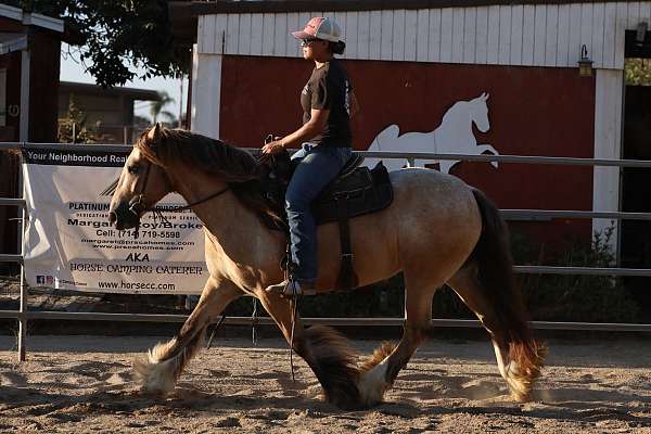 spots-gypsy-vanner-horse
