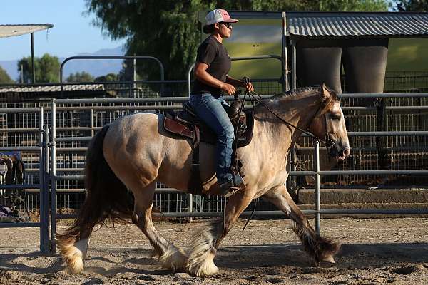 beautiful-head-mare