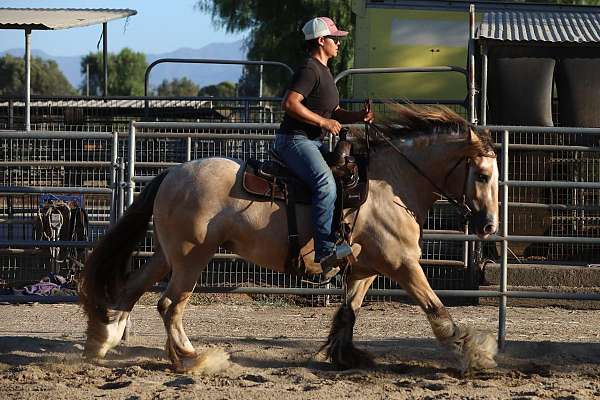 clydesdales-mare