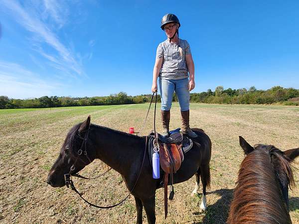 faint-snip-two-rear-white-socks-horse
