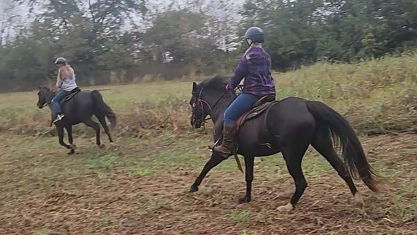 black-faint-snip-two-rear-white-socks-horse