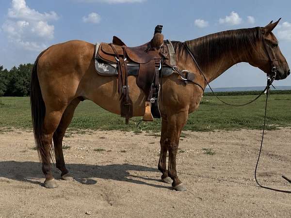 all-around-quarter-horse