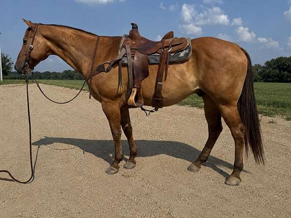 flashy-quarter-horse
