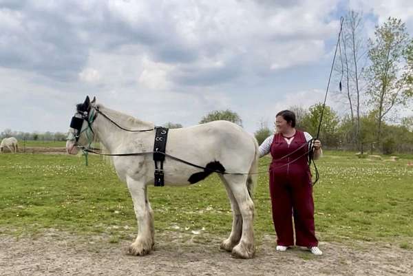 blue-eyed-gypsy-vanner-horse