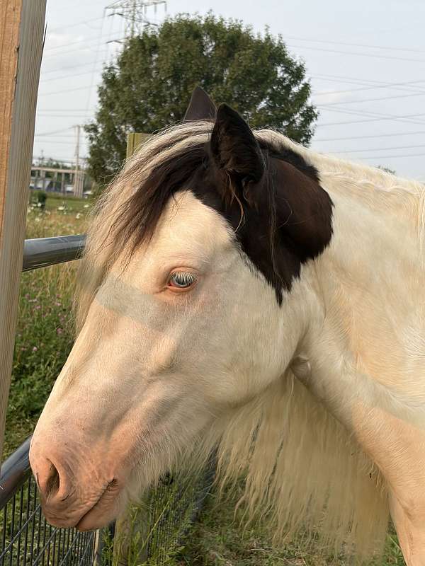 blue-eyed-horse