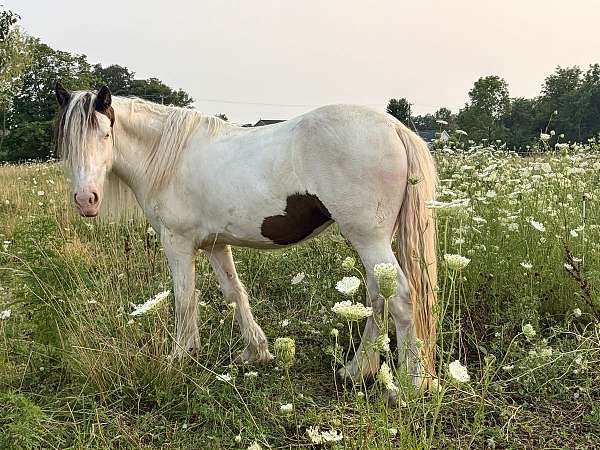 blue-eyed-filly