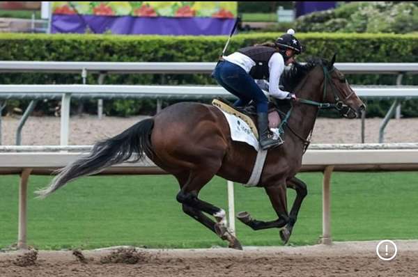 bay-mare-both-hind-ankles-white-down-to-the-foot-stripe-in-middle-of-her-face-all-way-horse