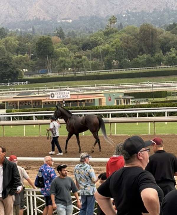bay-mare-both-hind-ankles-white-down-to-the-foot-stripe-in-middle-of-her-face-all-way