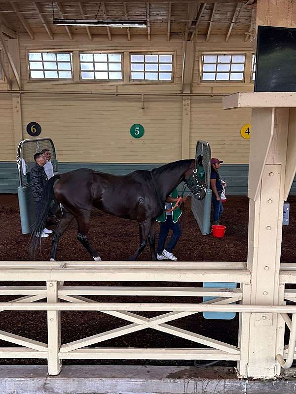 athletic-thoroughbred-horse
