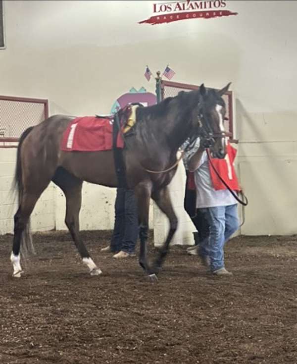 broodmare-thoroughbred-horse