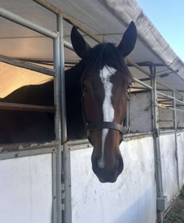 children-thoroughbred-horse