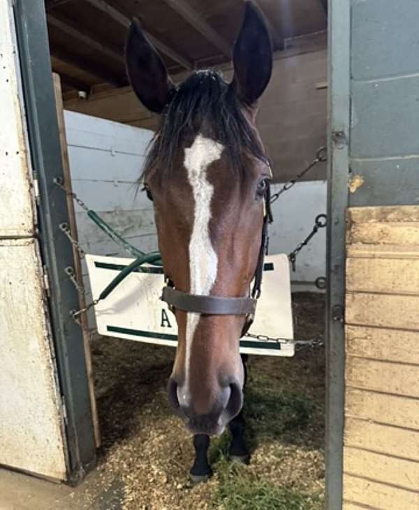 female-thoroughbred-horse