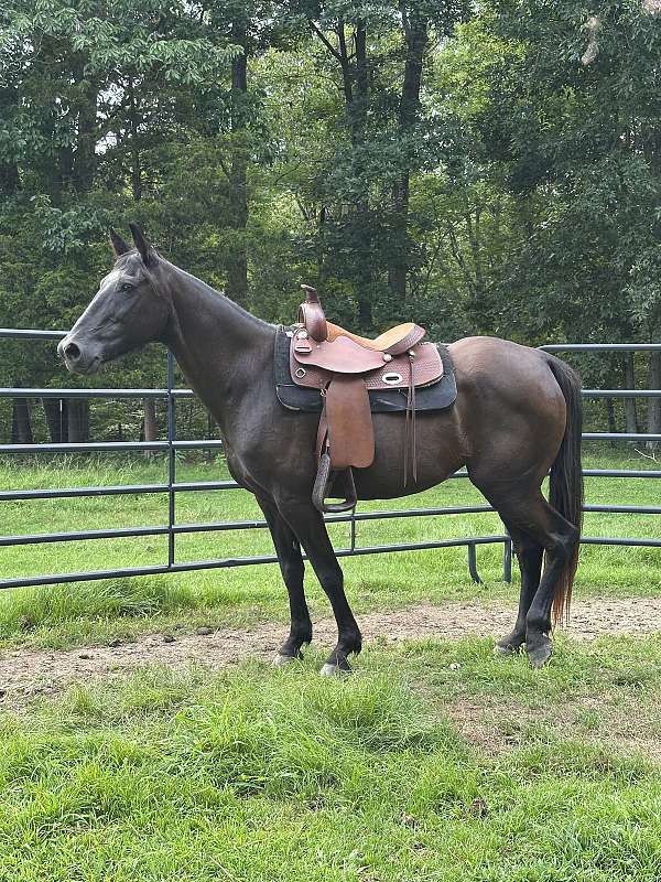 quarter-horse-mare
